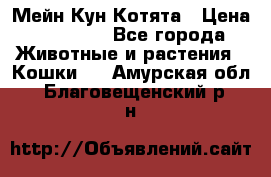 Мейн Кун Котята › Цена ­ 15 000 - Все города Животные и растения » Кошки   . Амурская обл.,Благовещенский р-н